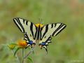 Papilio alexanor (Kaplan Kırlangıçkuyruk)